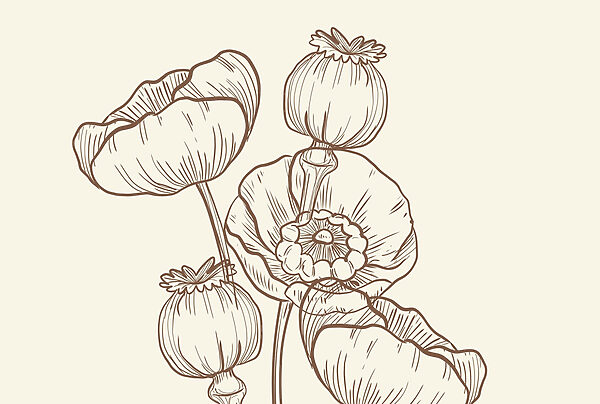 Drawing of flowers on a white background Drawing of flowers on a white background