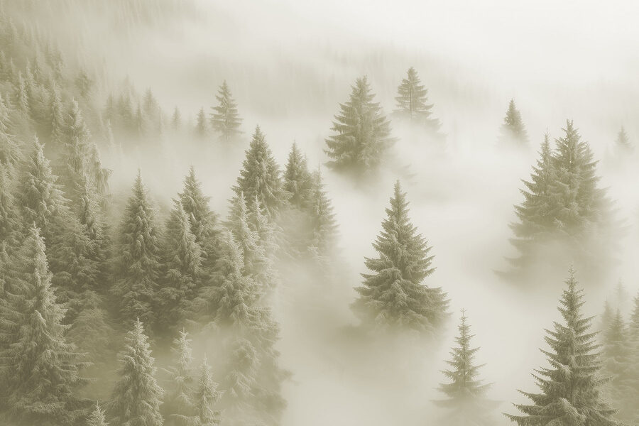 Gruppo di alberi nella nebbia Gruppo di alberi nella nebbia