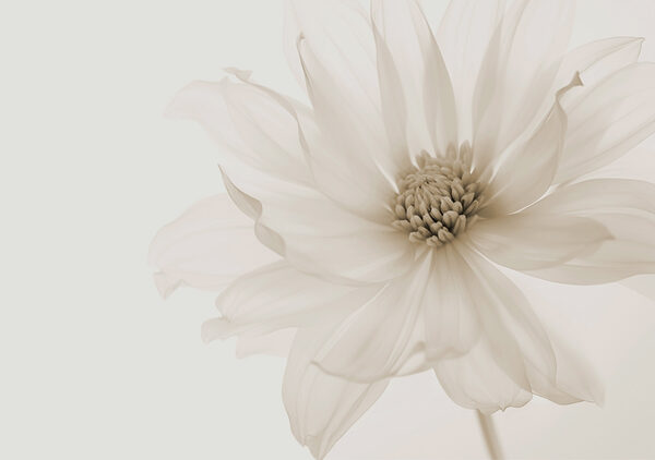 Delicati petali di pura eleganza Delicati petali di pura eleganza