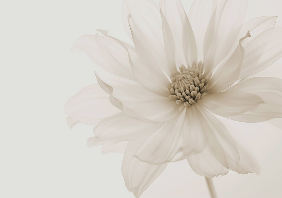 Delicati petali di pura eleganza