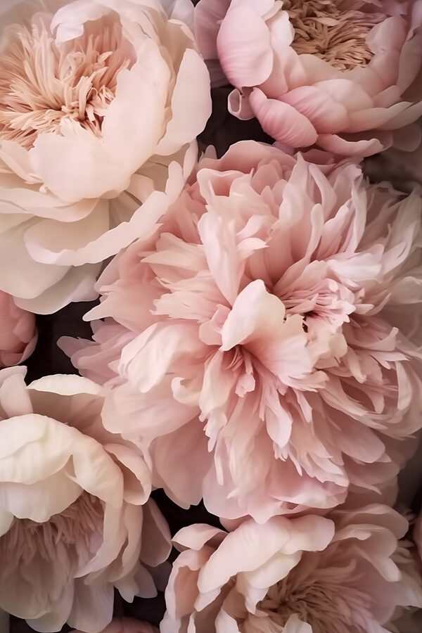 Group of pink flowers