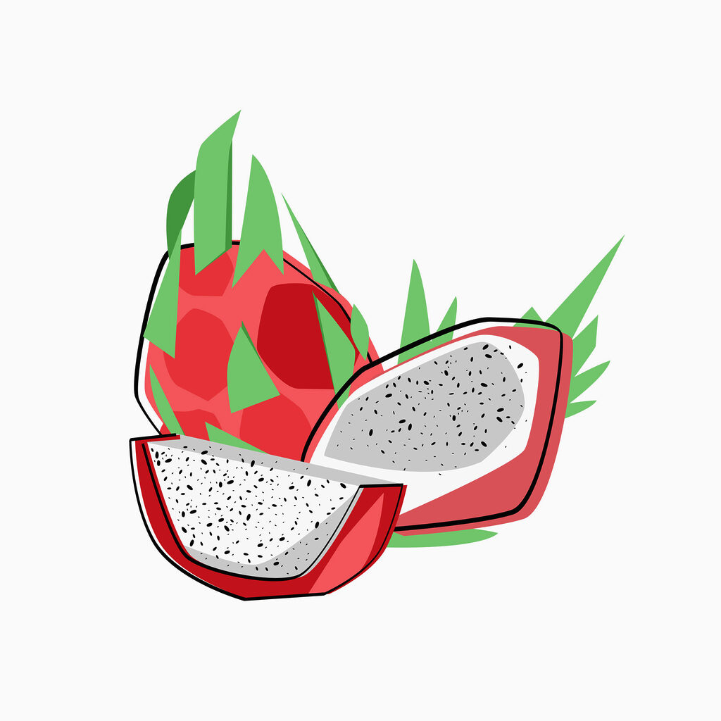 Drawing of a dragon fruit Drawing of a dragon fruit