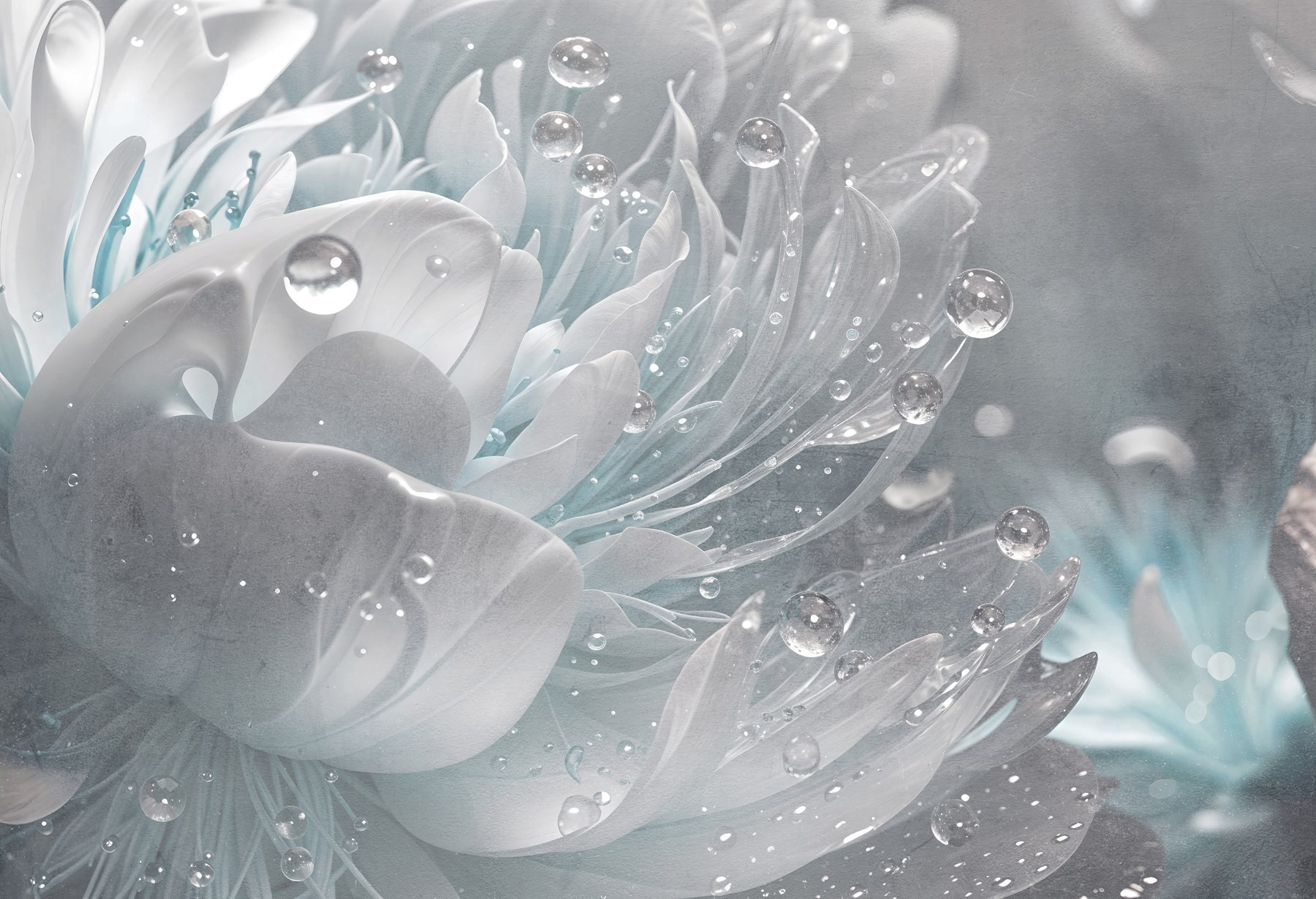 Delicate petals with morning dew