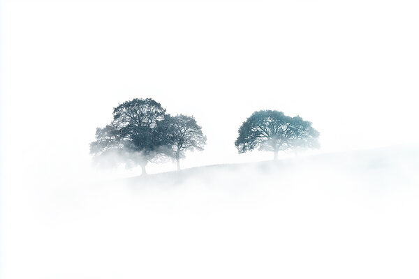 Alberi nella nebbia Alberi nella nebbia
