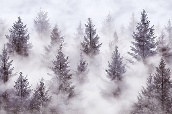 Gruppo di alberi nella nebbia Gruppo di alberi nella nebbia