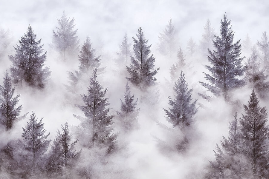 Gruppo di alberi nella nebbia