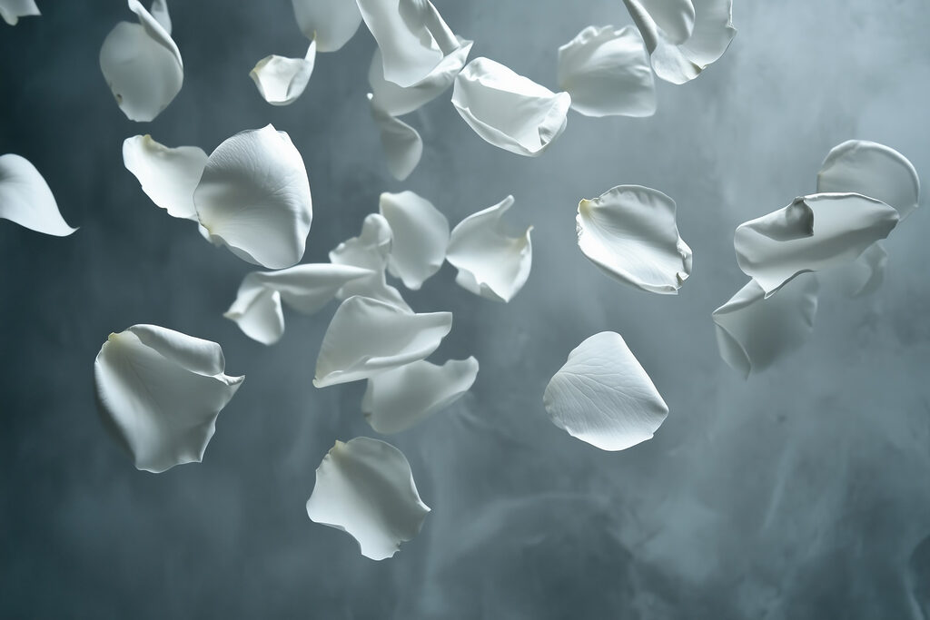 Petali bianchi che cadono nell'aria Petali bianchi che cadono nell'aria