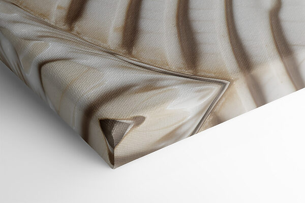 Elegant spiral shell pattern displayed beautifully