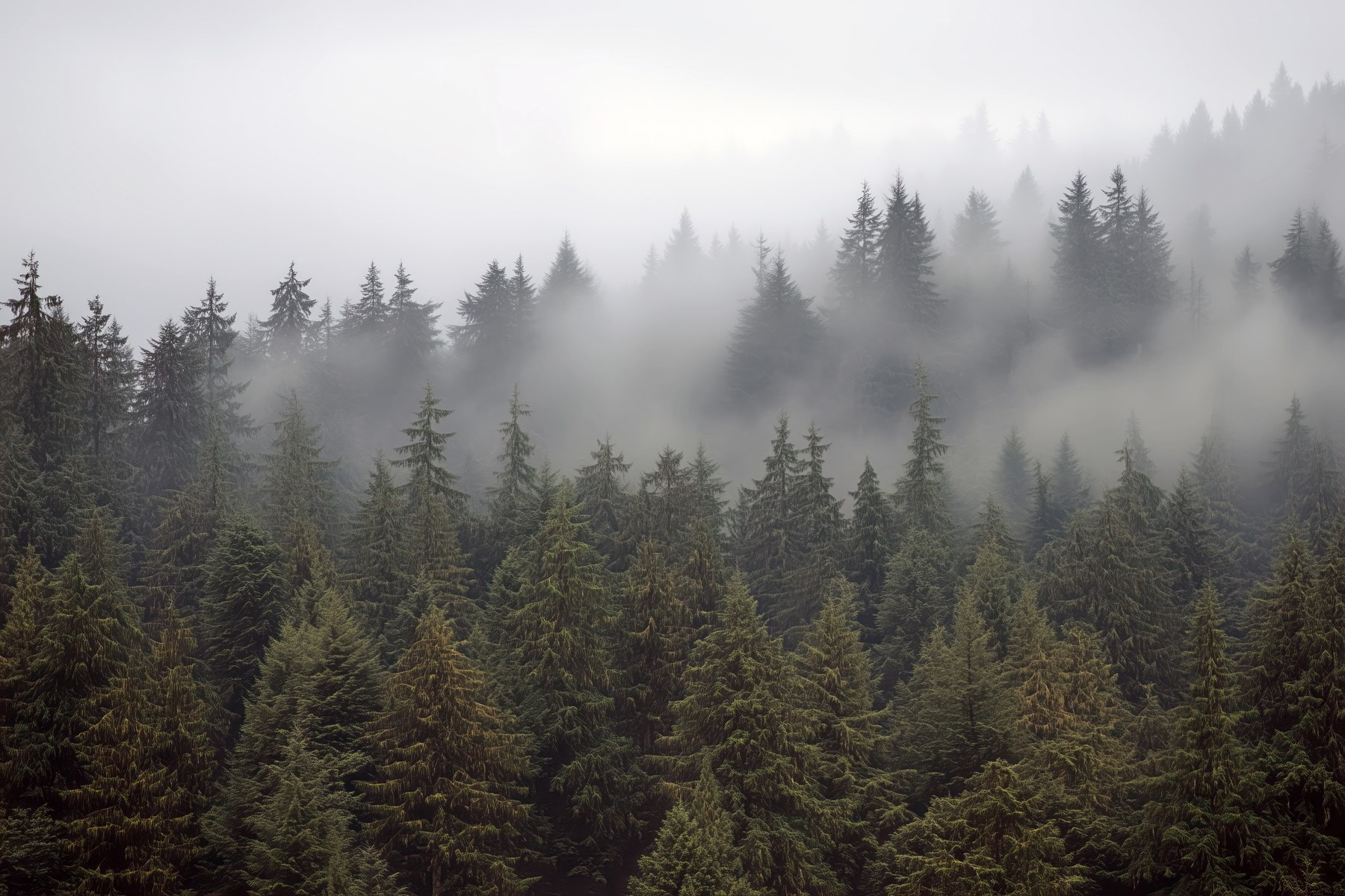 Group of trees with fog Group of trees with fog