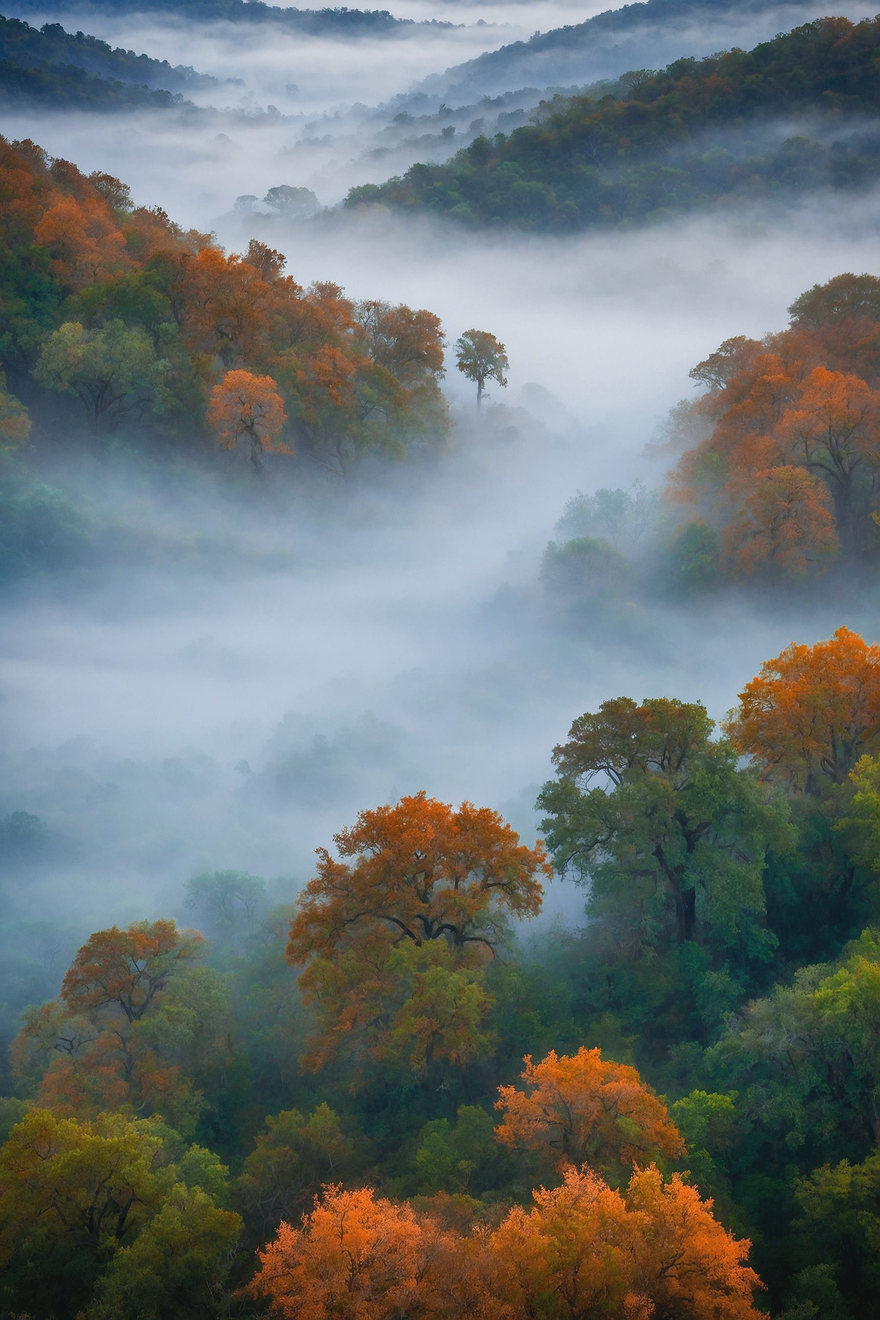Foggy forest with trees