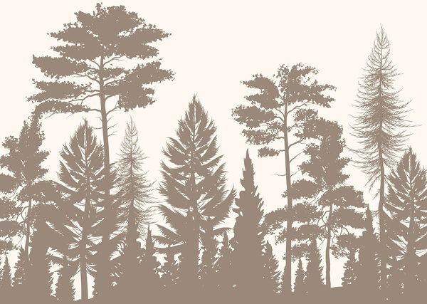 Gruppo di alberi in una foresta Gruppo di alberi in una foresta