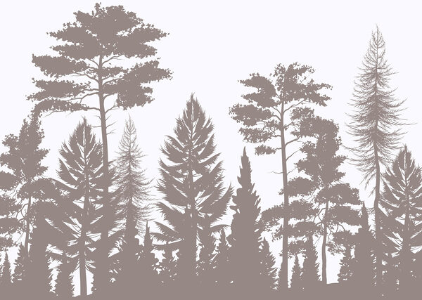 Gruppo di alberi in una foresta Gruppo di alberi in una foresta