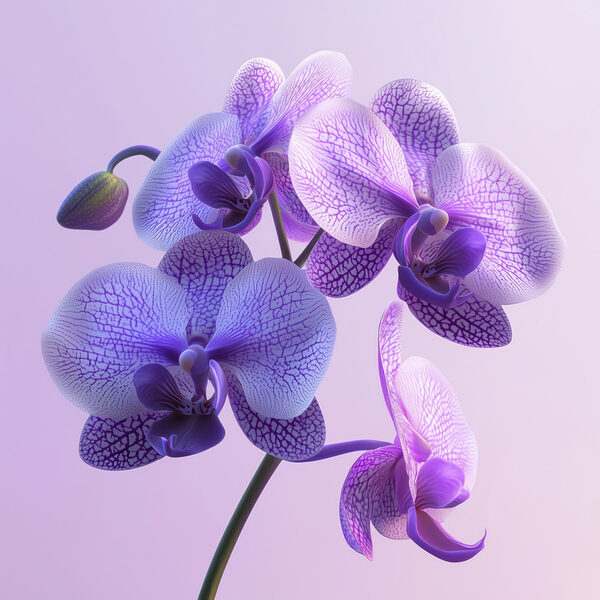 Purple and white orchid flower Purple and white orchid flower