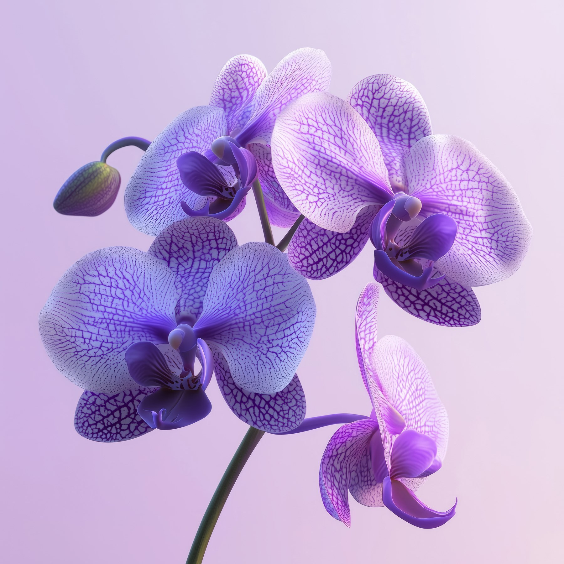 Purple and white orchid flower Purple and white orchid flower
