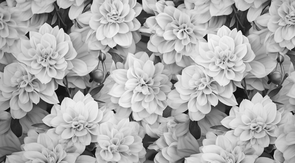 Gruppo di fiori bianchi Gruppo di fiori bianchi