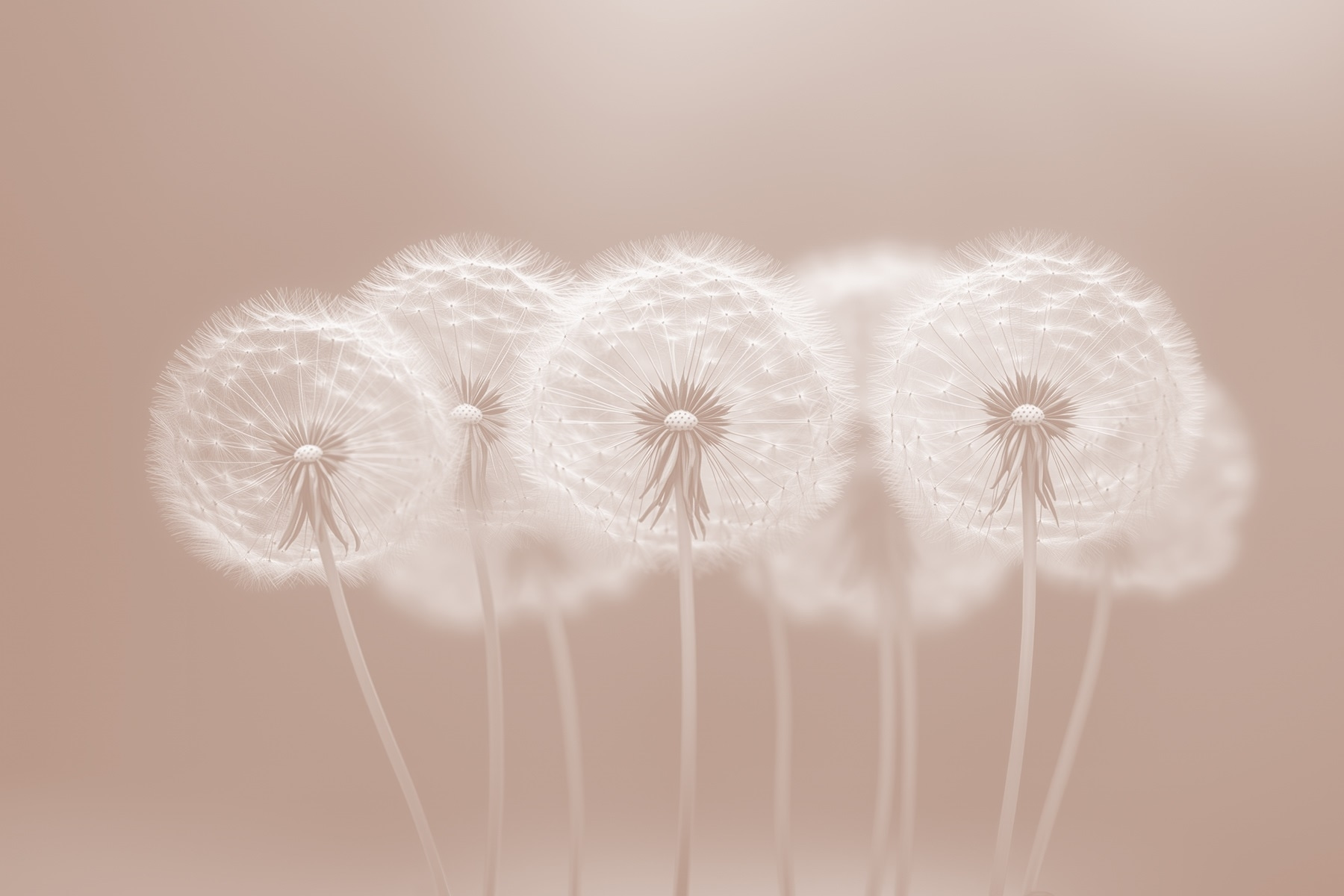 Group of dandelions