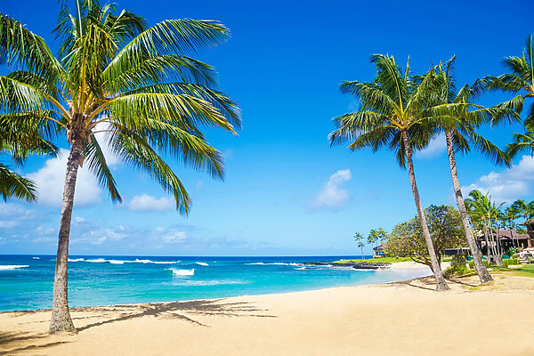 Palm trees on a beach