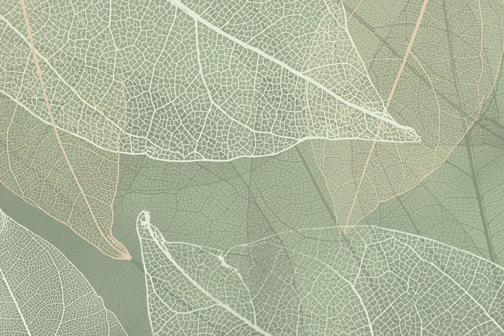 Delicati disegni della natura’. Delicati disegni della natura’.