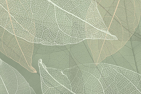 Delicati disegni della natura’. Delicati disegni della natura’.