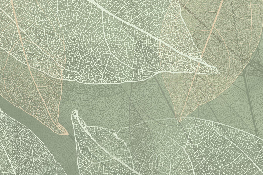Delicati disegni della natura’. Delicati disegni della natura’.