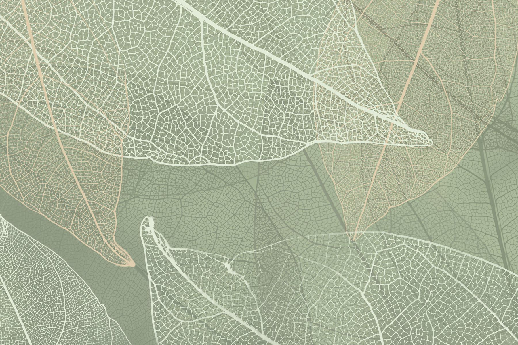 Delicate patterns of nature's design