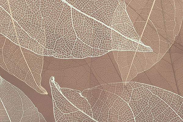 Delicate venature dell'opera d'arte della natura’. Delicate venature dell'opera d'arte della natura’.