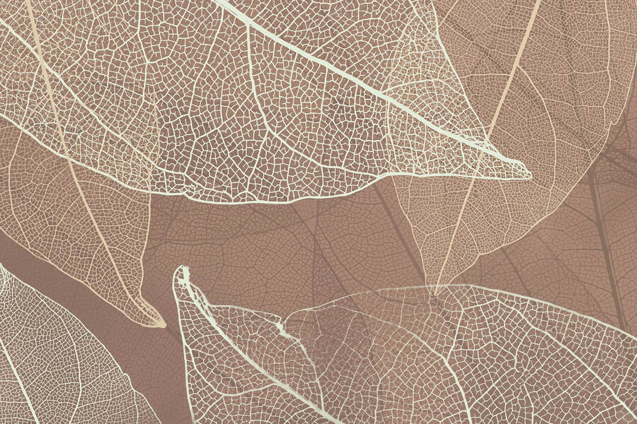 Delicate venature dell'opera d'arte della natura&#8217.