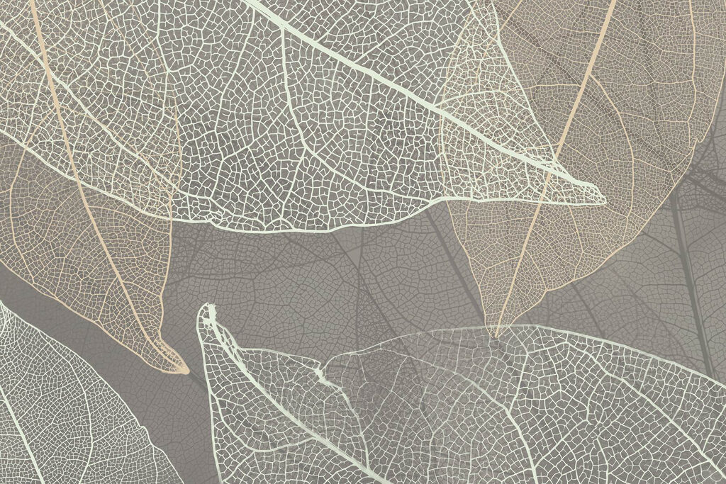 Delicati disegni delle venature delle foglie Delicati disegni delle venature delle foglie