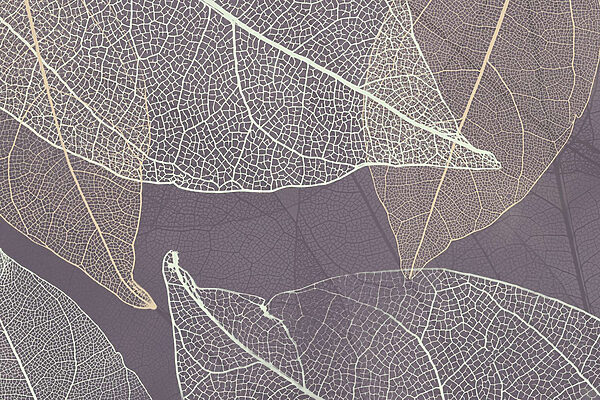 I delicati disegni delle foglie rivelati dalla natura. I delicati disegni delle foglie rivelati dalla natura.