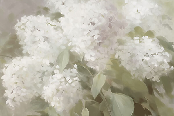Delicati fiori bianchi in una luce soffusa Delicati fiori bianchi in una luce soffusa