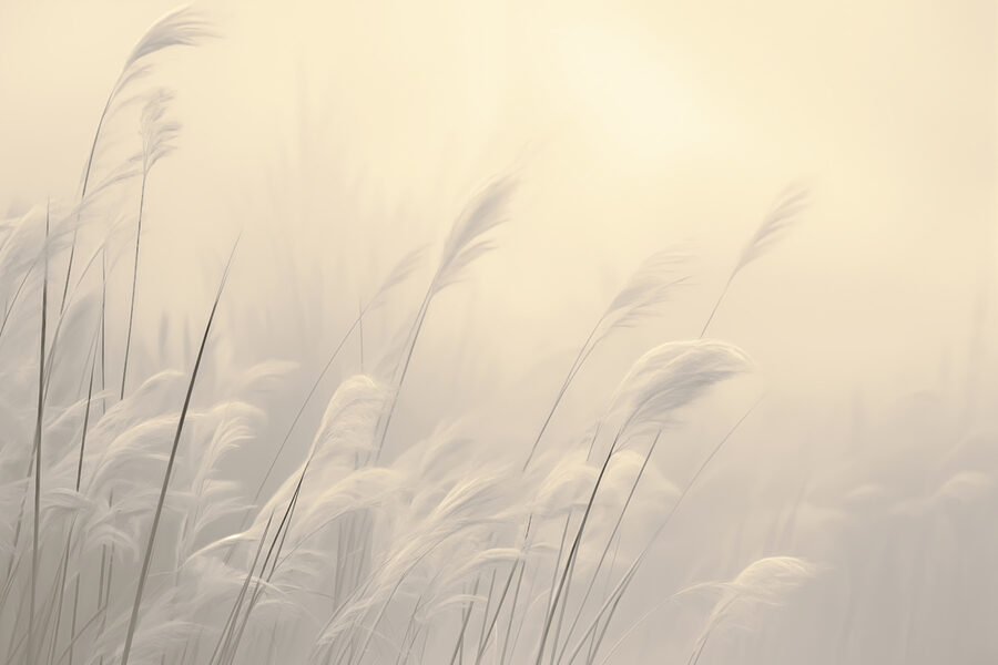 Erbe delicate in una luce soffusa Erbe delicate in una luce soffusa