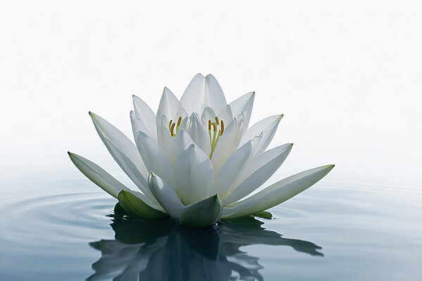 White flower in water