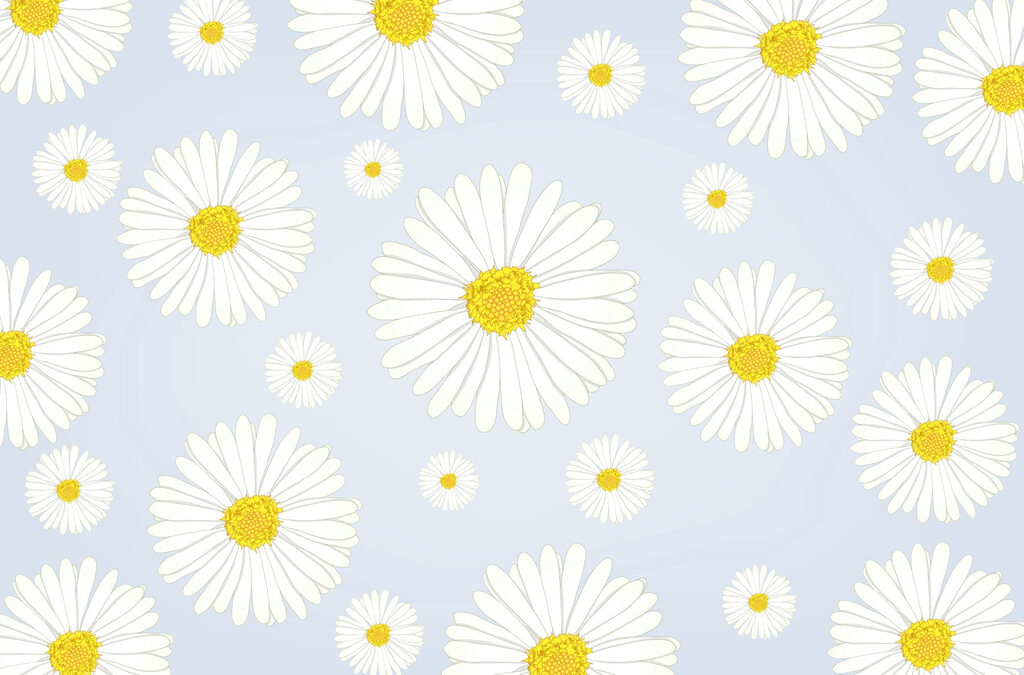Gruppo di fiori bianchi e gialli Gruppo di fiori bianchi e gialli