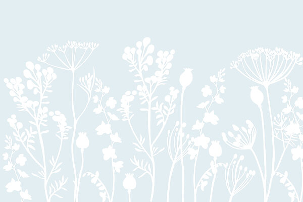 Fiori e foglie bianche su sfondo azzurro Fiori e foglie bianche su sfondo azzurro