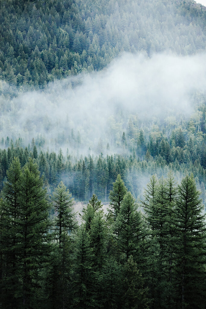 Forest with fog and clouds Forest with fog and clouds