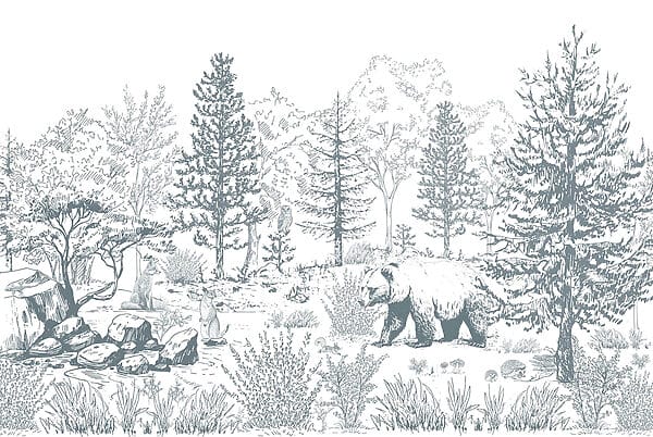Orso nel bosco Orso nel bosco