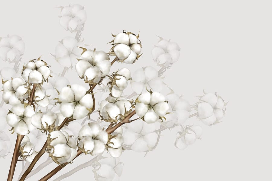 Pianta con fiori bianchi