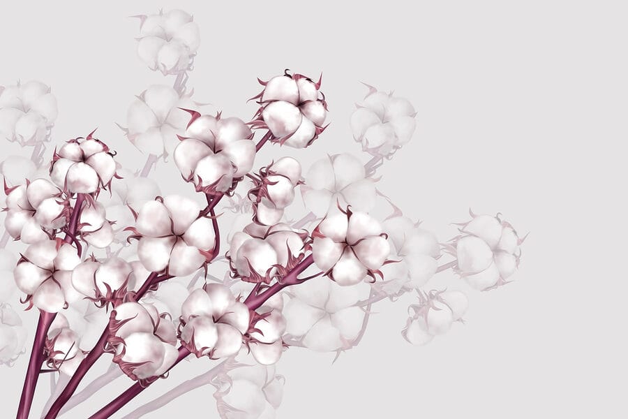 Pianta con fiori bianchi