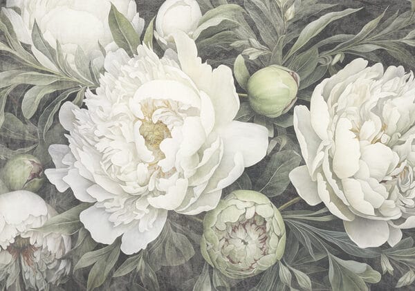 Delicate peonie bianche in fiore Delicate peonie bianche in fiore
