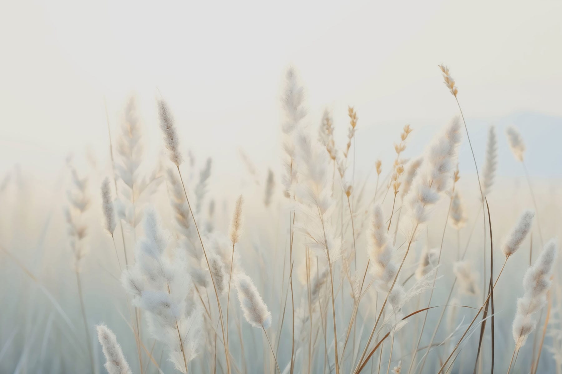 Soft grasses in tranquil sunlight