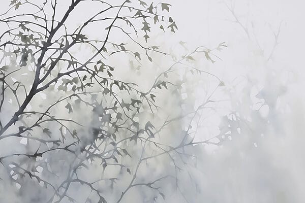 Albero con foglie nella nebbia Albero con foglie nella nebbia