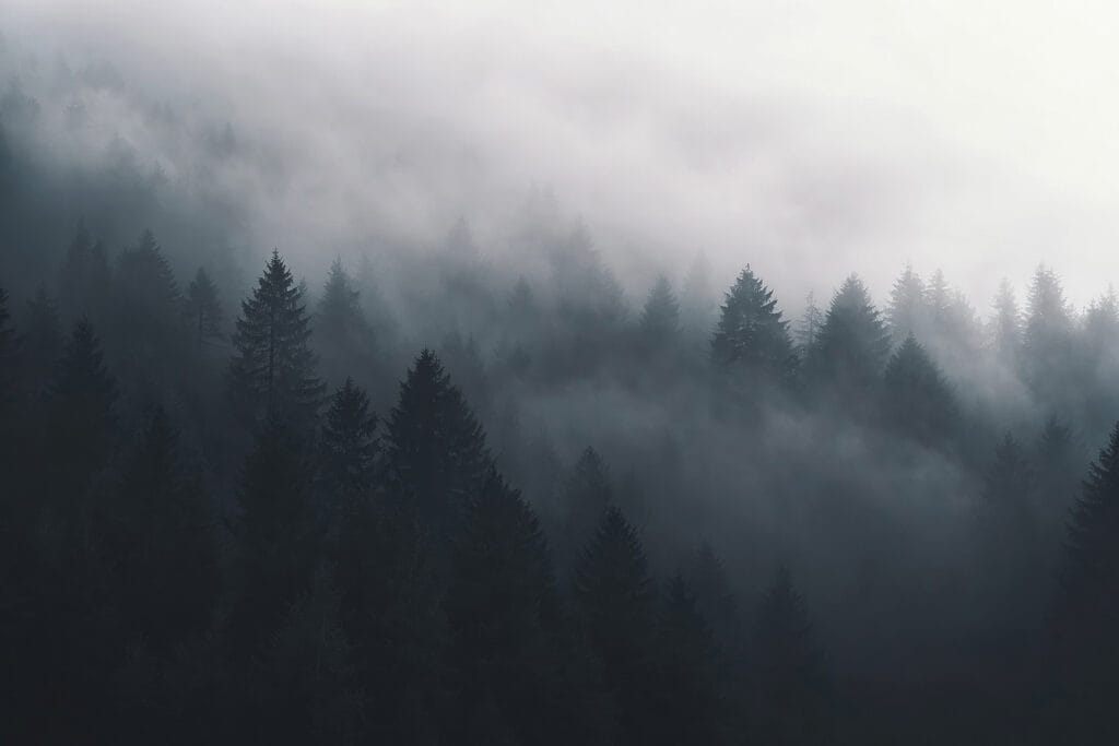 Foggy forest with trees Foggy forest with trees