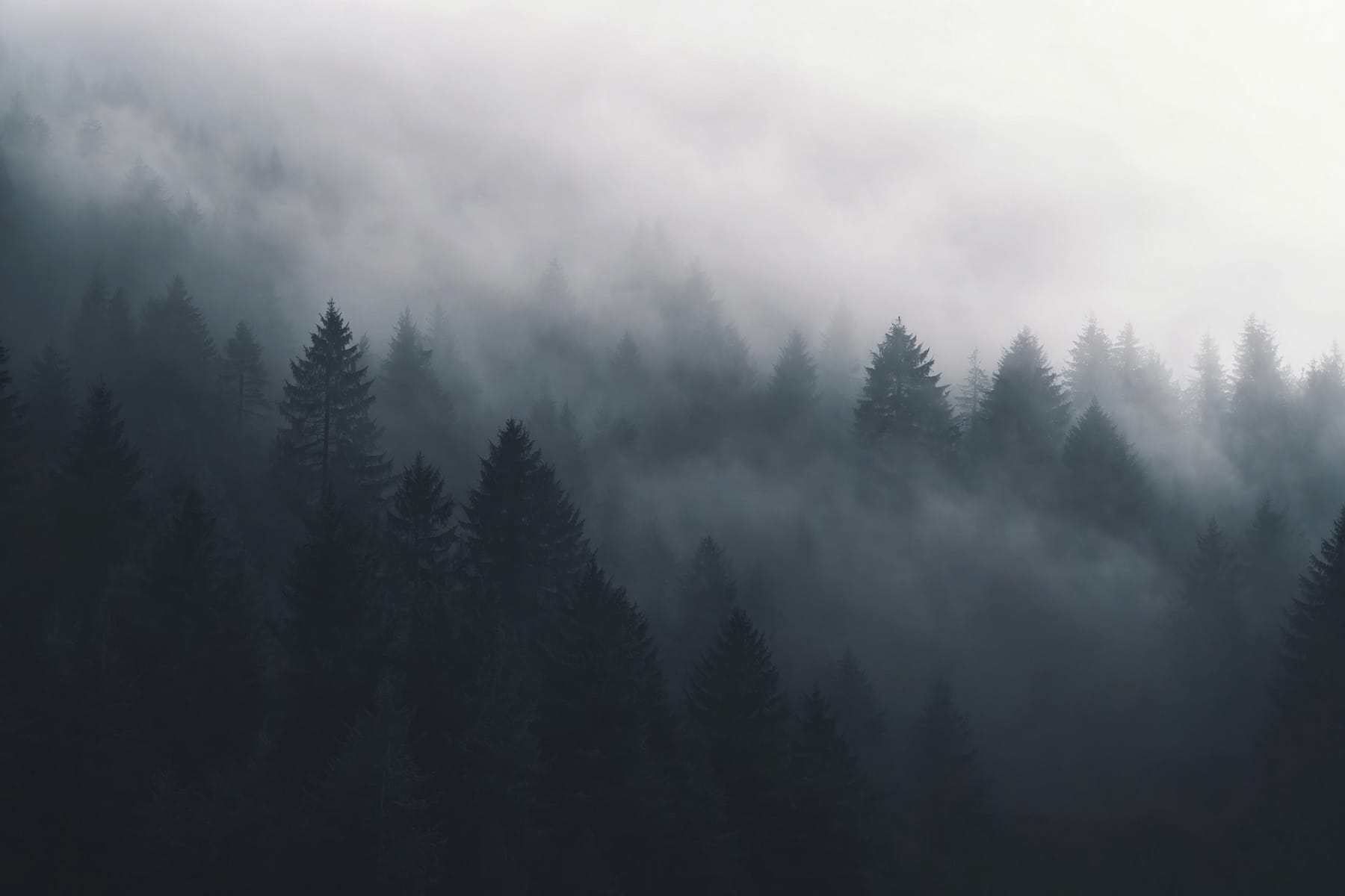 Foggy forest with trees Foggy forest with trees