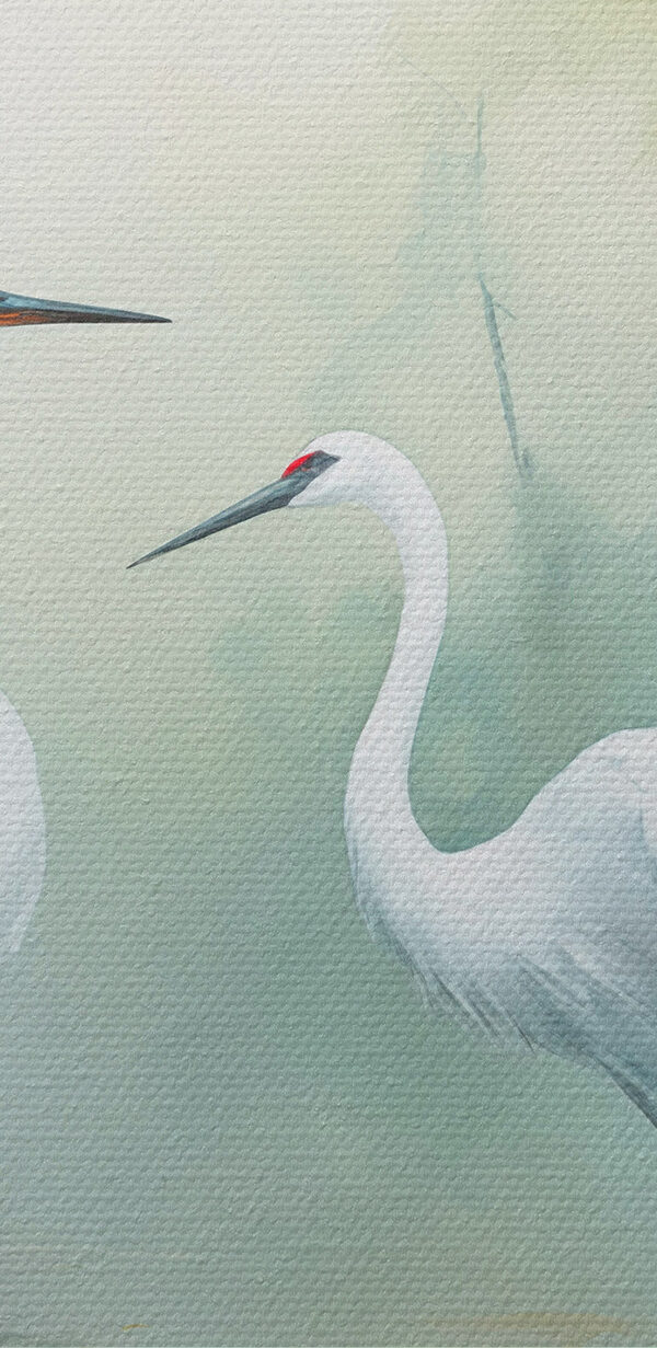 Couple of white birds in a pond Couple of white birds in a pond