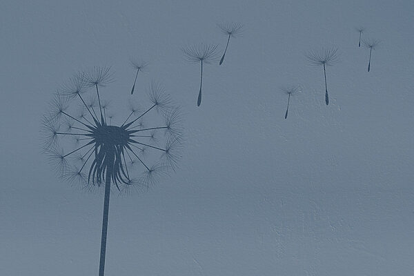 Dandelion seeds flying in the air