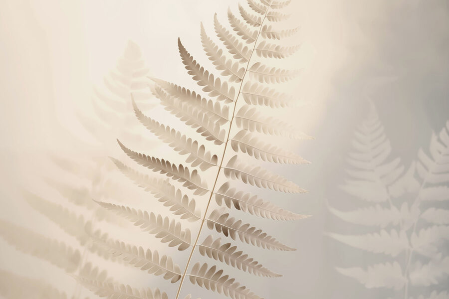 Delicate foglie di felce in una luce soffusa