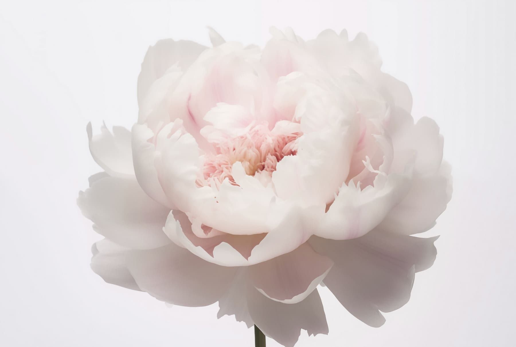 Delicate petals in soft bloom