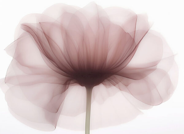 Fiore con fiore trasparente Fiore con fiore trasparente