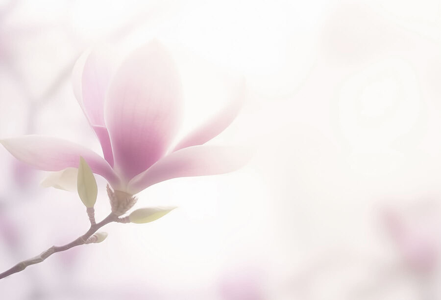 Delicata fioritura in soft focus