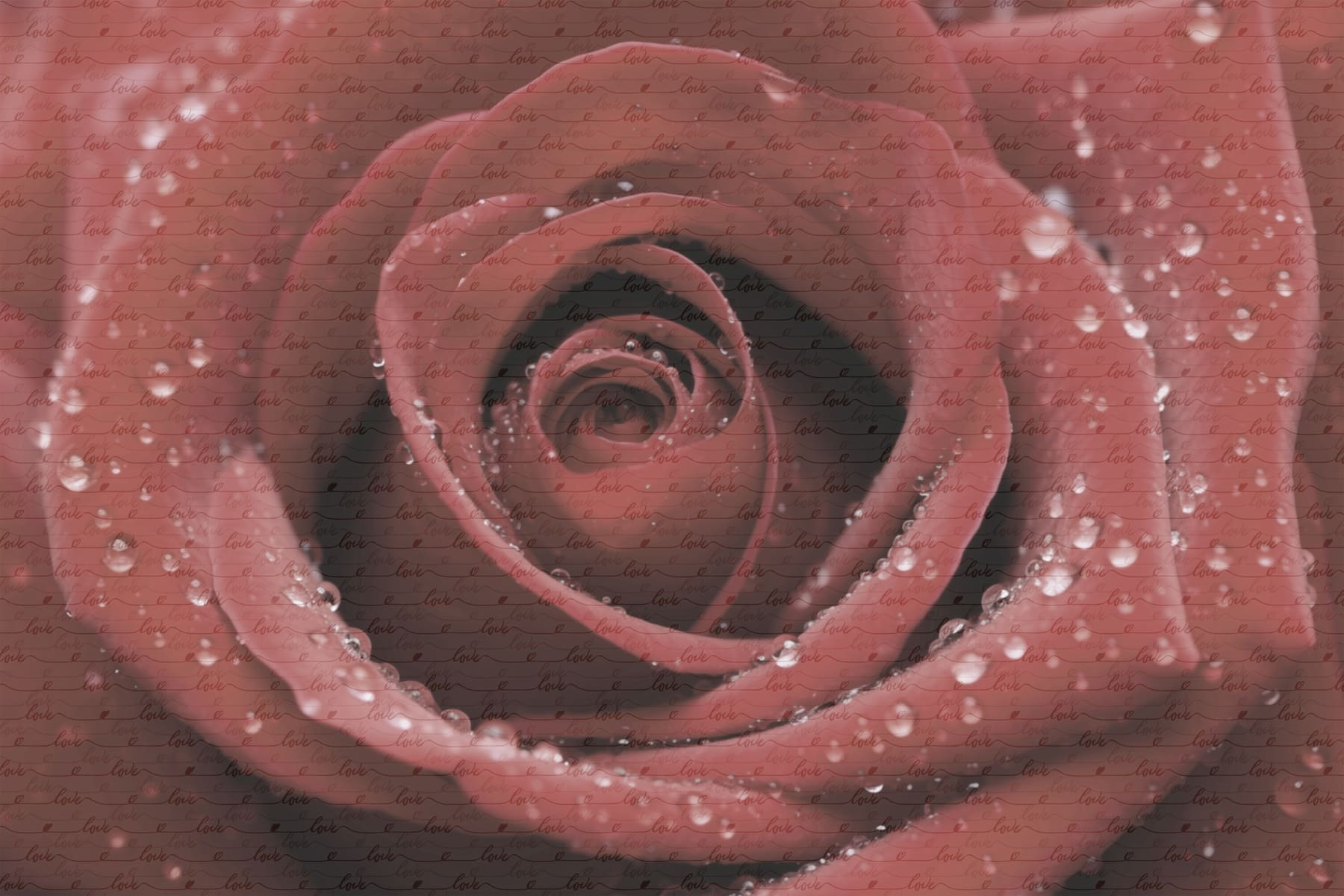 Delicate petals adorned with droplets